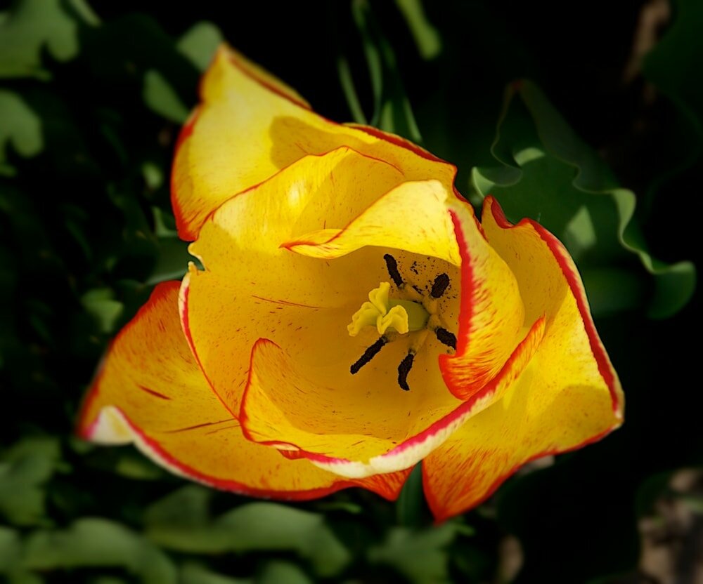 Tulpenveld, met vele verschillende tulpen (bij Venhuizen)